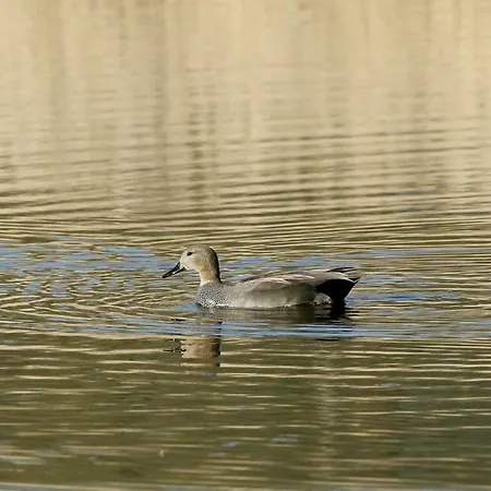 بيت للعطل De L'etang *