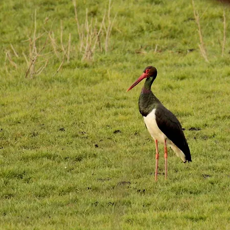 Дом отдыха De L'etang Belval-en-Argonne