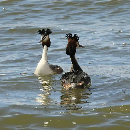 Дом отдыха De L'etang