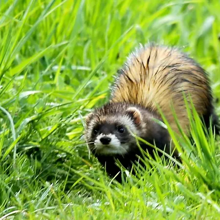 De L'etang Belval-en-Argonne