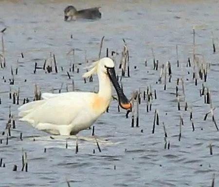 De L'etang * Belval-en-Argonne