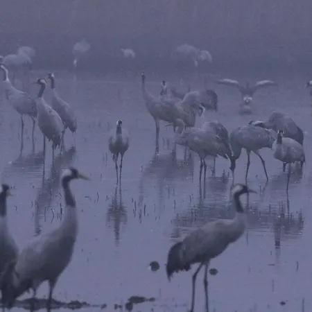 De L'etang Belval-en-Argonne